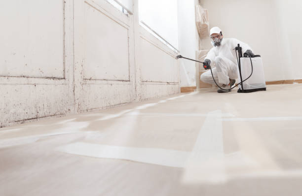 Black mold remediation team in Middletown